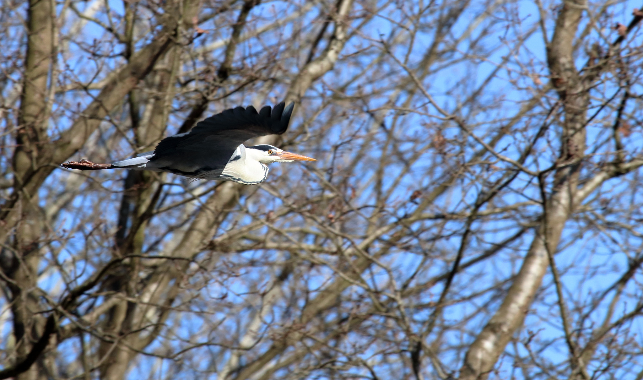 Canon EF 100-400mm F4.5-5.6L IS USM sample photo. Cenerino in volo photography