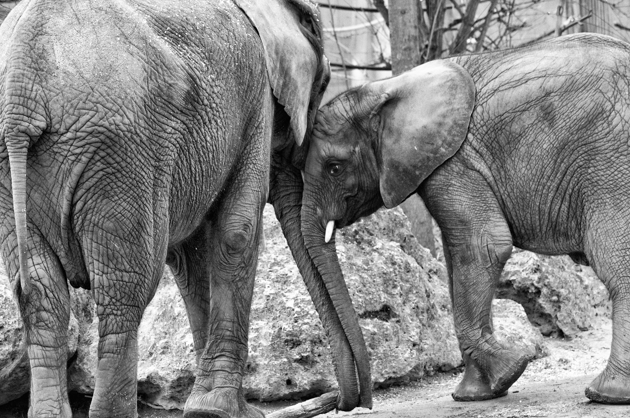Nikon D90 sample photo. Elephant love photography