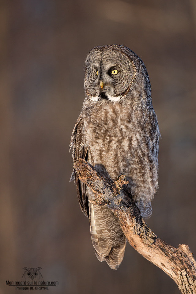Canon EOS-1D X + Canon EF 500mm F4L IS USM sample photo. Last light !! photography