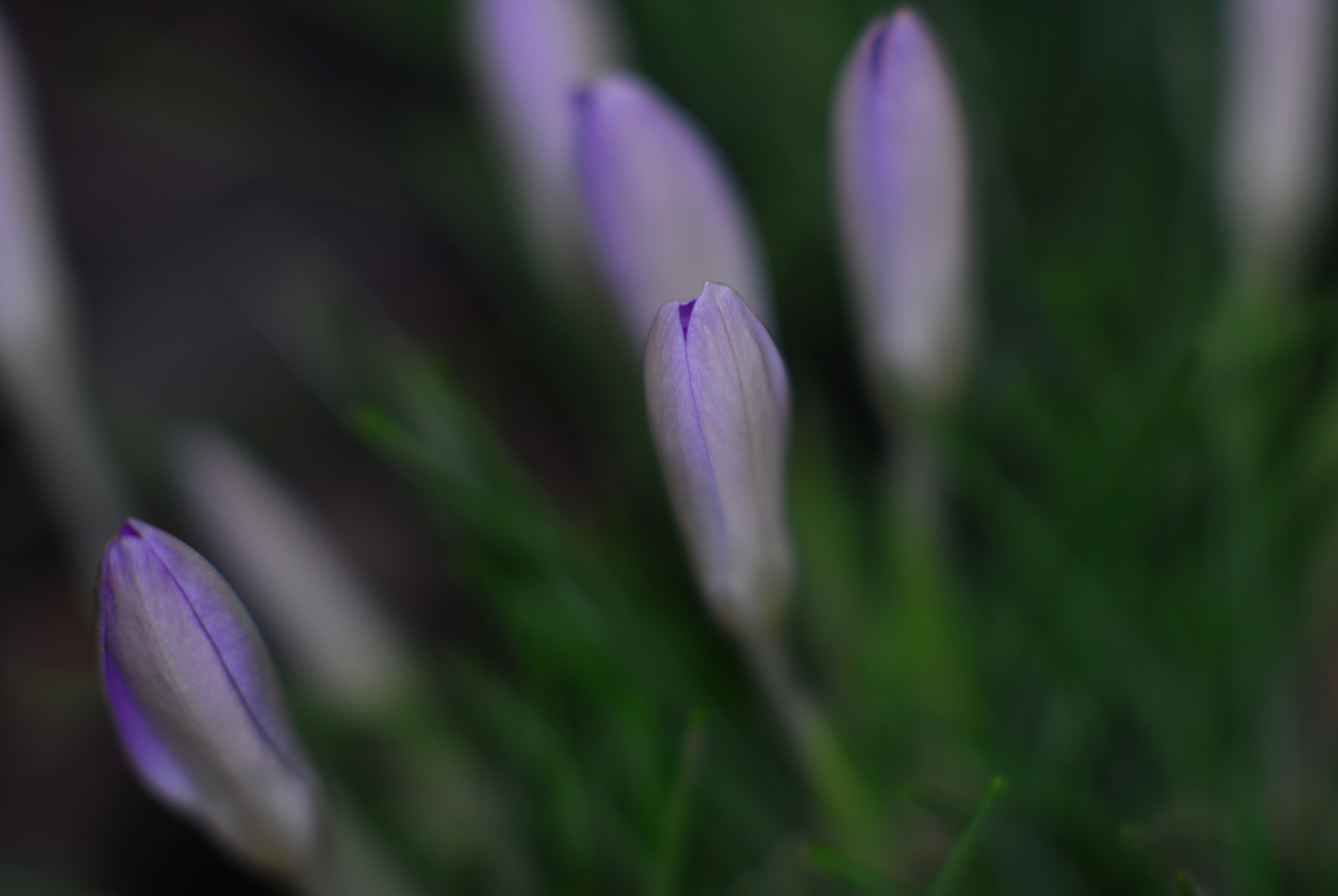 Nikon D200 sample photo. Crocus photography