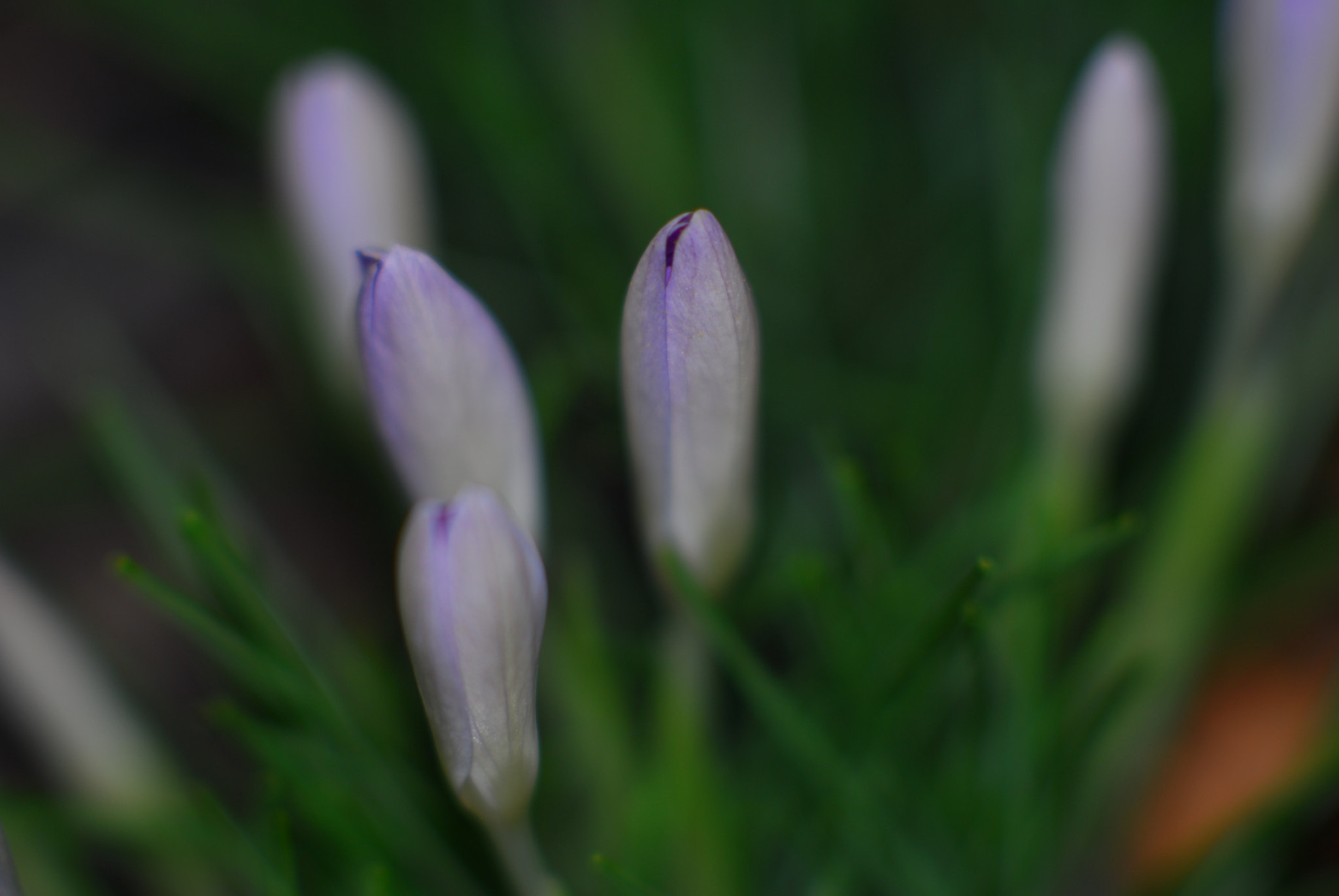 Nikon D200 + Manual Lens No CPU sample photo. Crocus 2 photography
