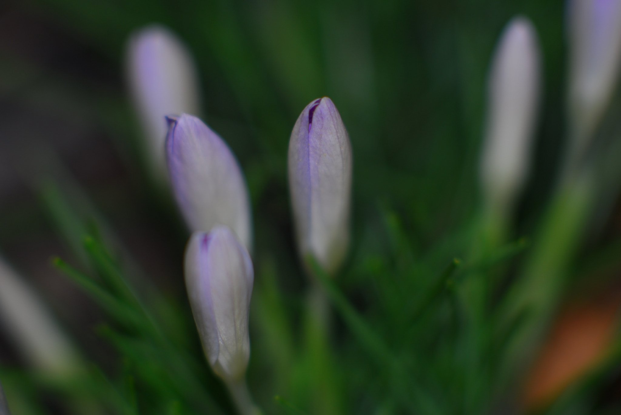 Nikon D200 sample photo. Crocus 2 photography