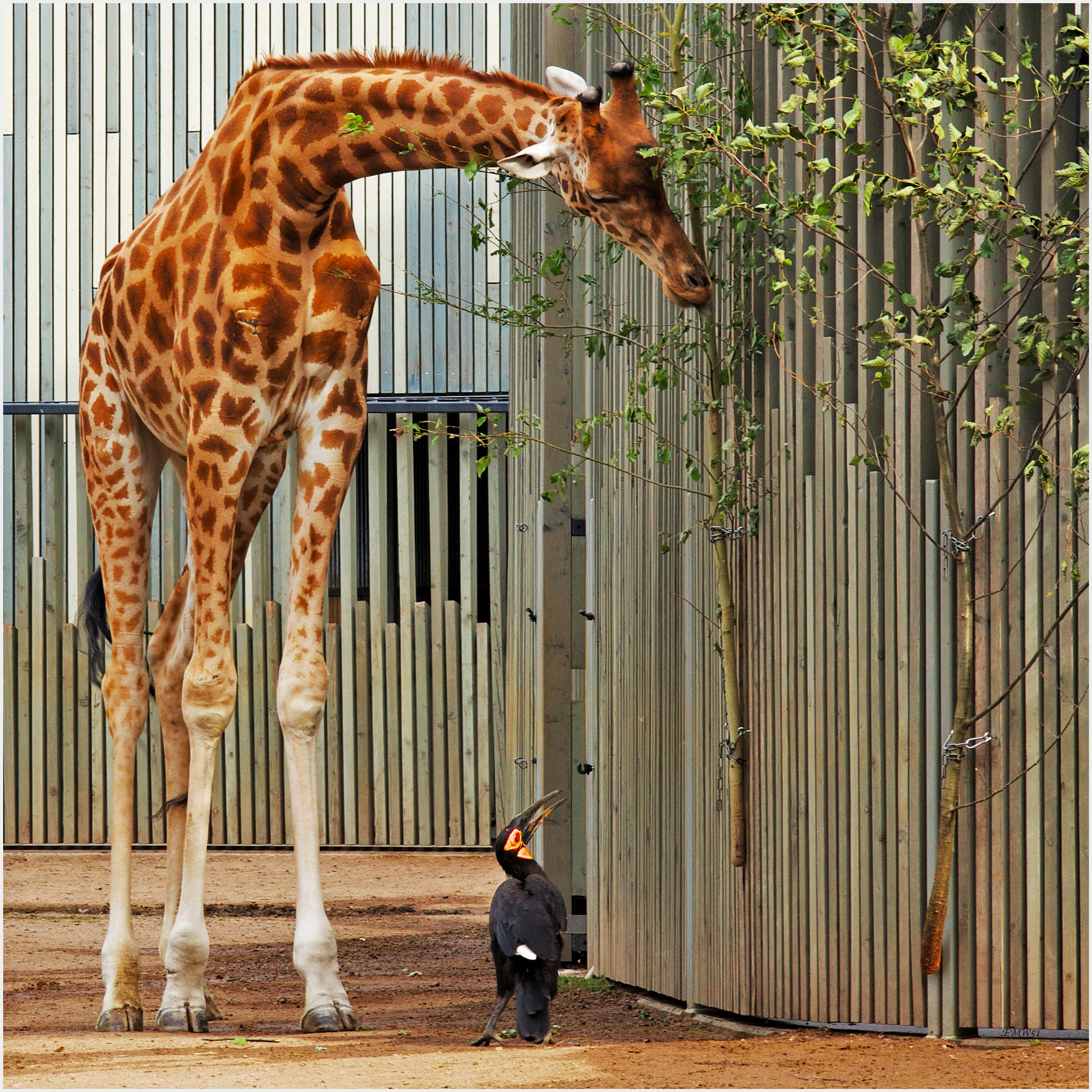 Sony Sonnar T* 135mm F1.8 ZA sample photo. Rabe spricht zu giraffe photography