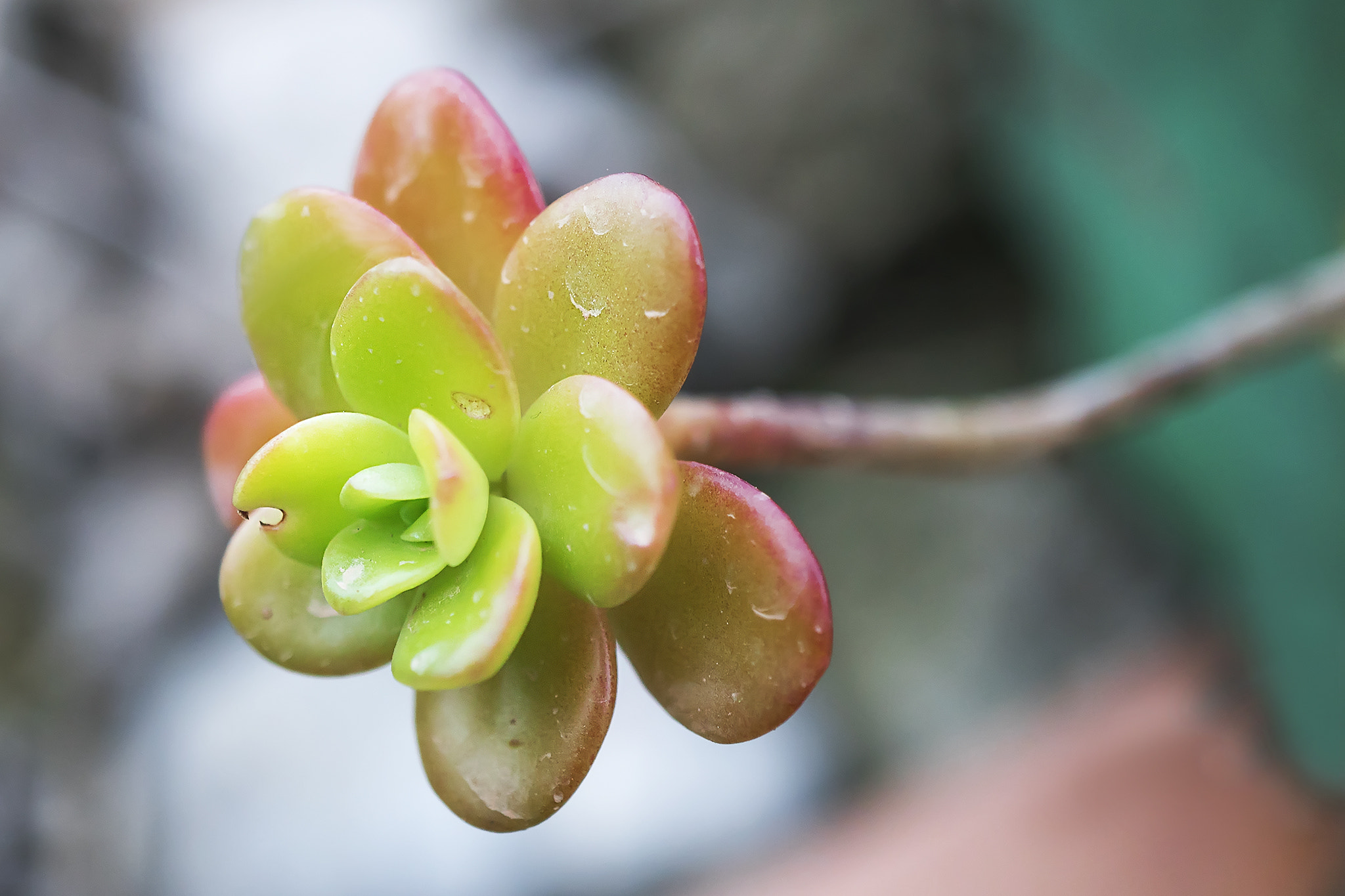 Sony a7R II + Sony E 30mm F3.5 Macro sample photo. Fat flower photography