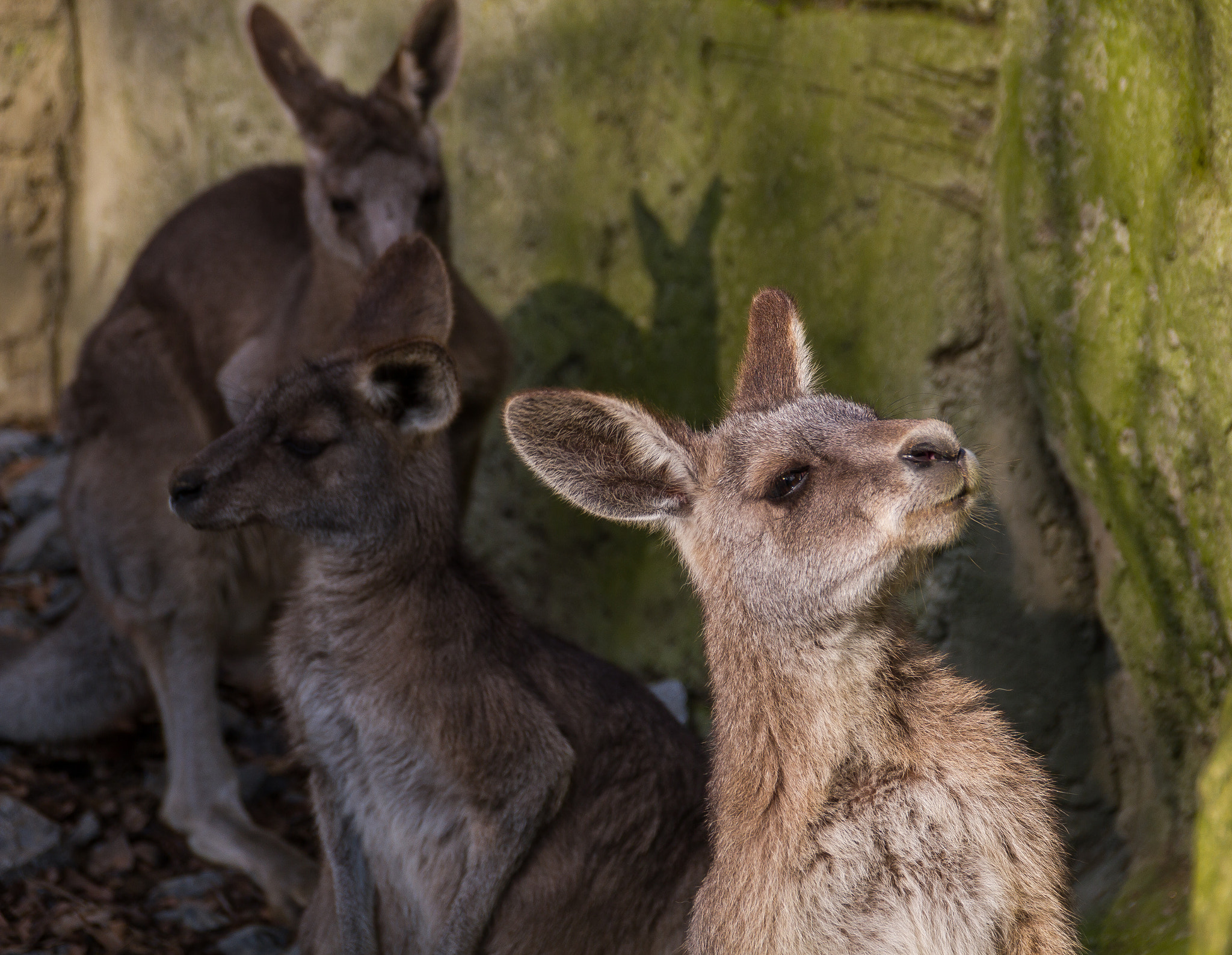 Sigma 18-250mm F3.5-6.3 DC OS HSM sample photo. What are you looking at? photography