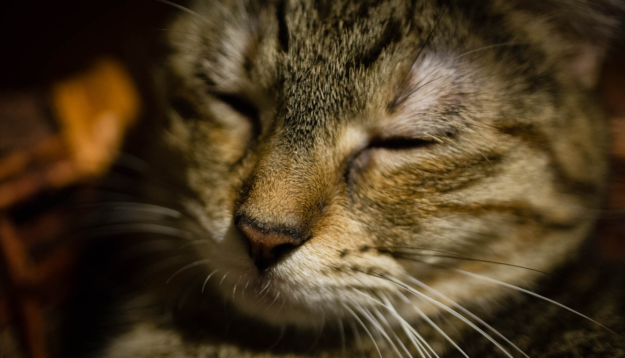 Canon EOS 6D + Canon EF 50mm F2.5 Macro sample photo. Cat nose photography