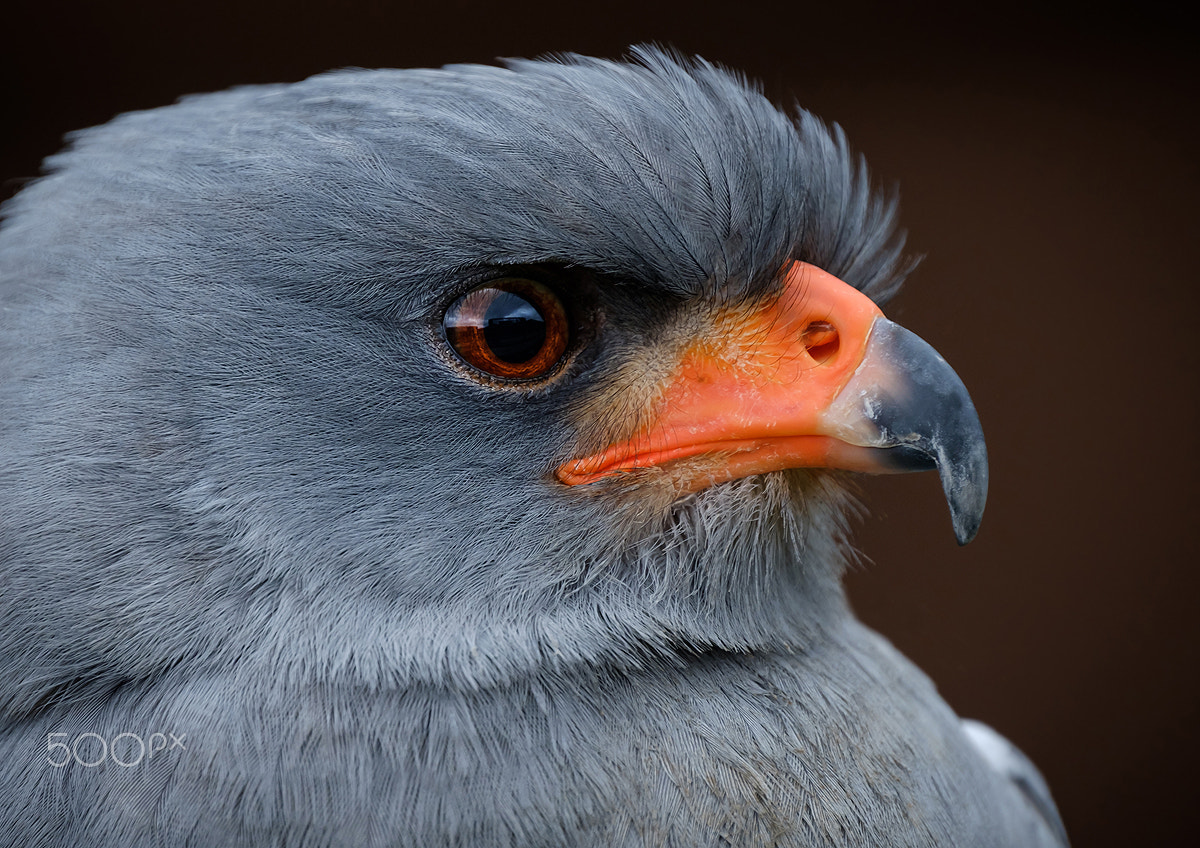 Fujifilm XF 100-400mm F4.5-5.6 R LM OIS WR sample photo. Goshawk photography