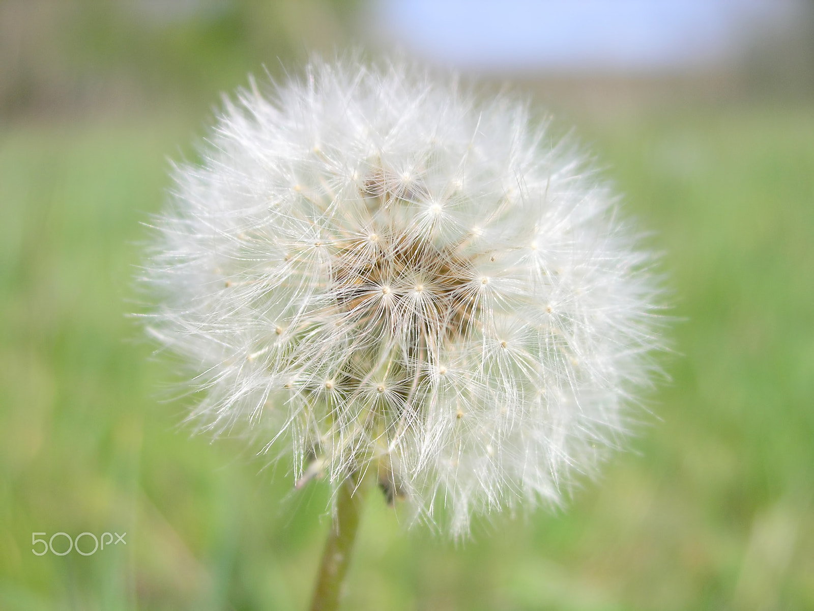 Olympus C5060WZ sample photo. Dandelion closeup photography