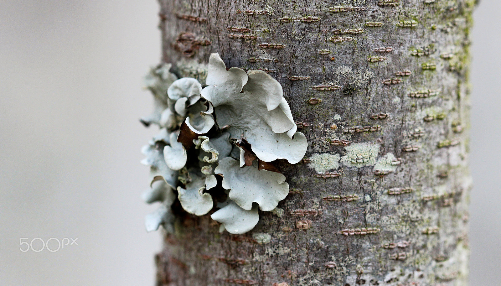 Canon EOS 600D (Rebel EOS T3i / EOS Kiss X5) sample photo. Adornment photography