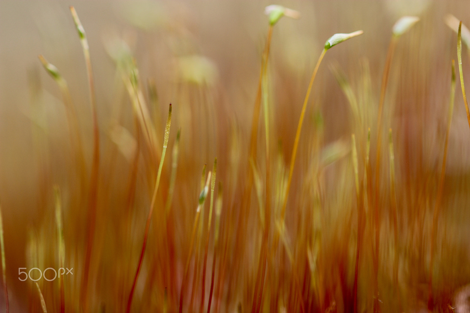 Canon EOS 600D (Rebel EOS T3i / EOS Kiss X5) + Sigma 105mm F2.8 EX DG OS HSM sample photo. Moss abstraction photography