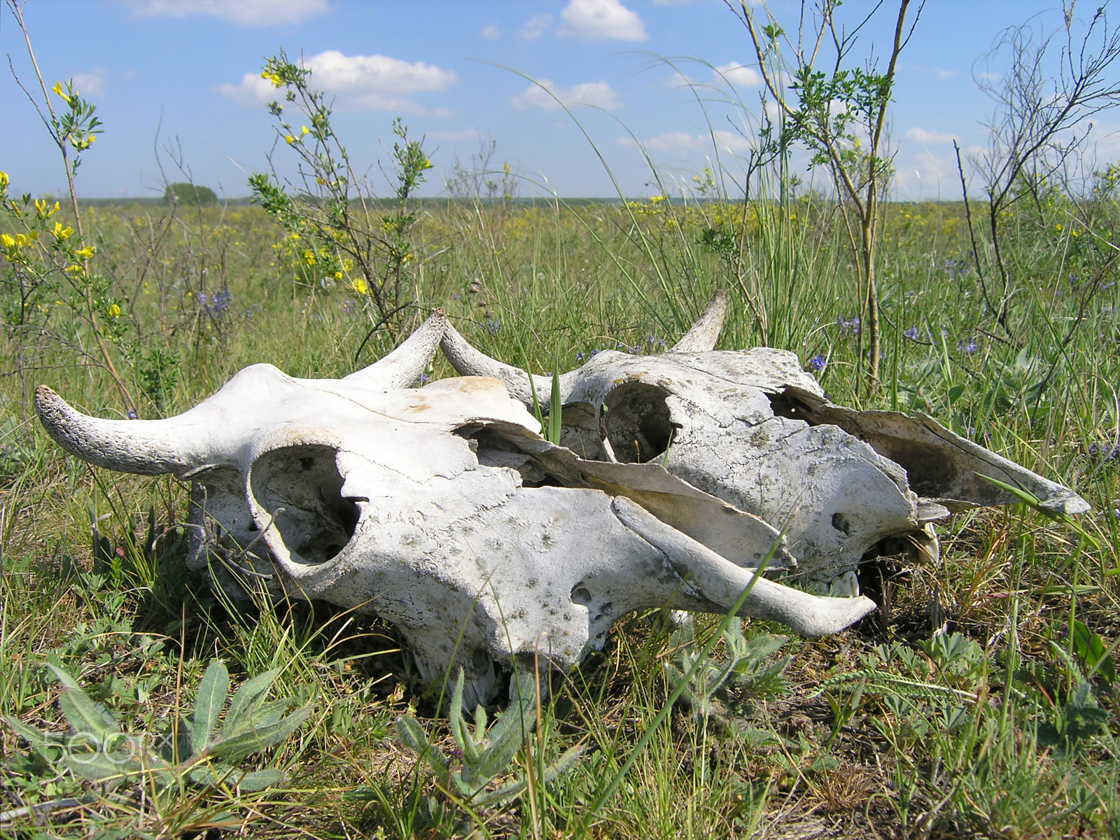 Olympus C5060WZ sample photo. Cow skull photography