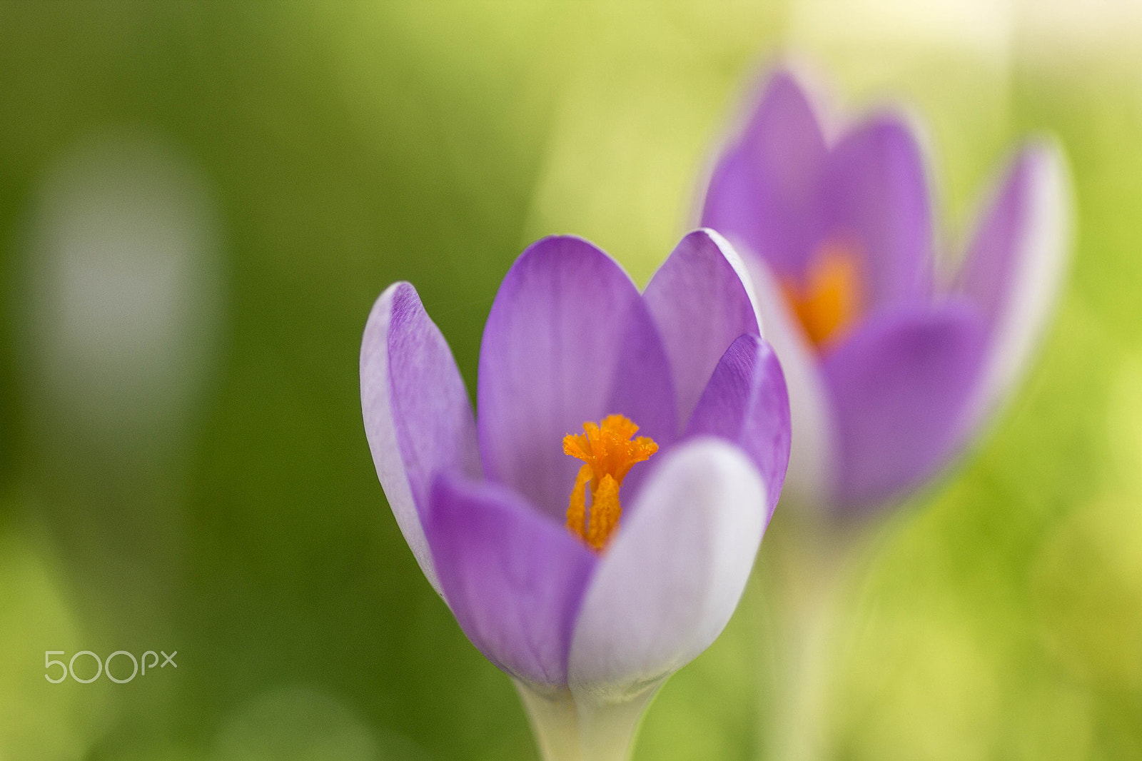 Canon EOS 60D + Tamron SP AF 90mm F2.8 Di Macro sample photo. Flowering crocus photography