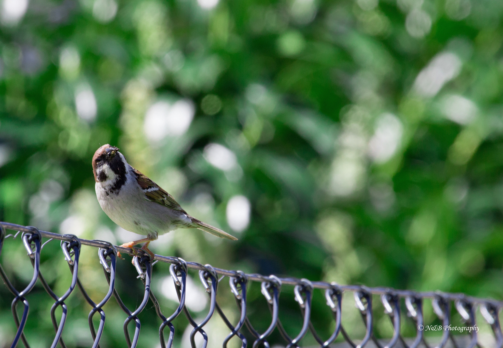 Canon EF 100-400mm F4.5-5.6L IS USM sample photo. Le petit moineau photography