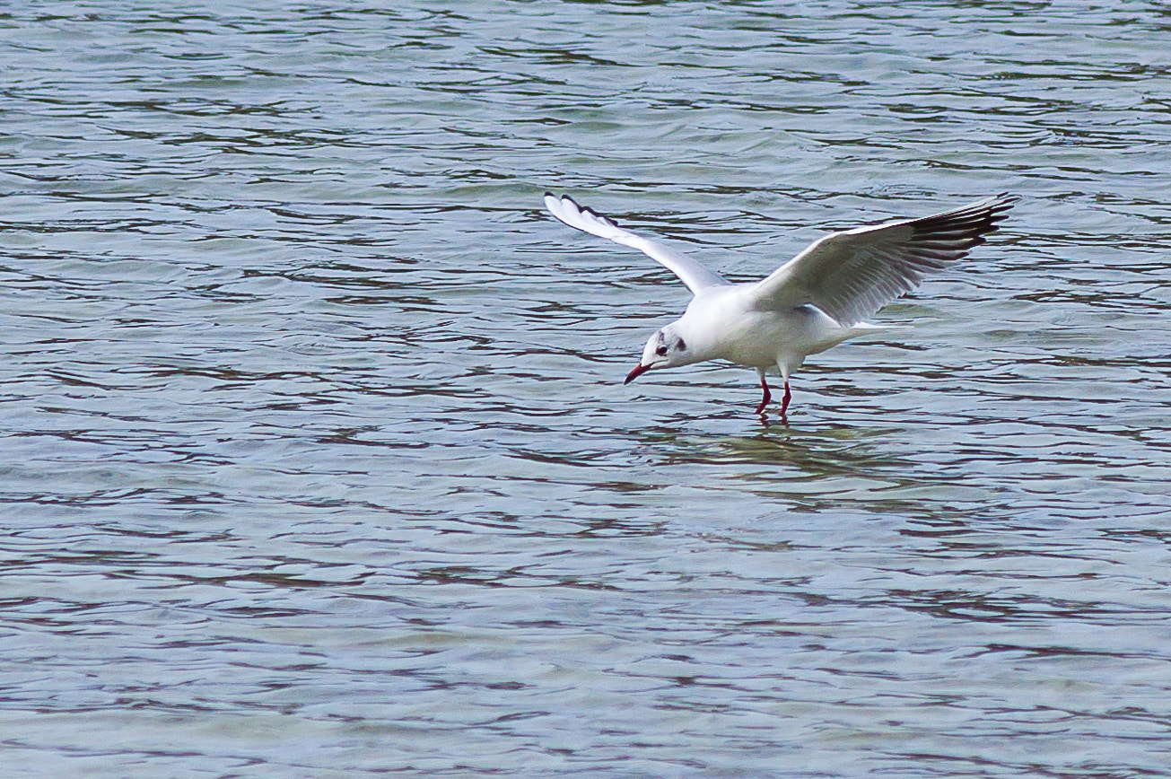 Pentax K-3 II sample photo. Searching for some fish ... photography