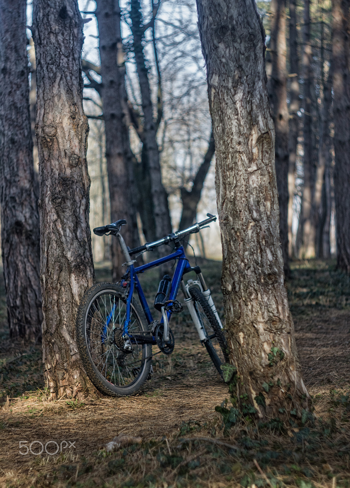 Canon EOS 550D (EOS Rebel T2i / EOS Kiss X4) sample photo. Mountain biking trough forest photography