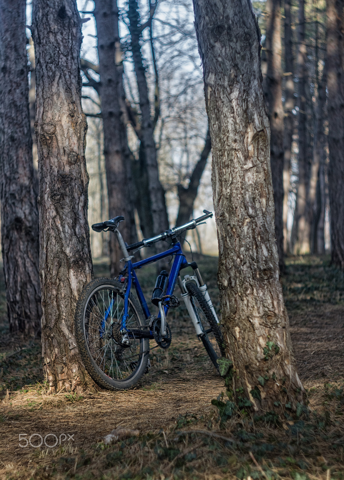 Canon EF 35-80mm f/4-5.6 sample photo. Mountain biking trough forest photography