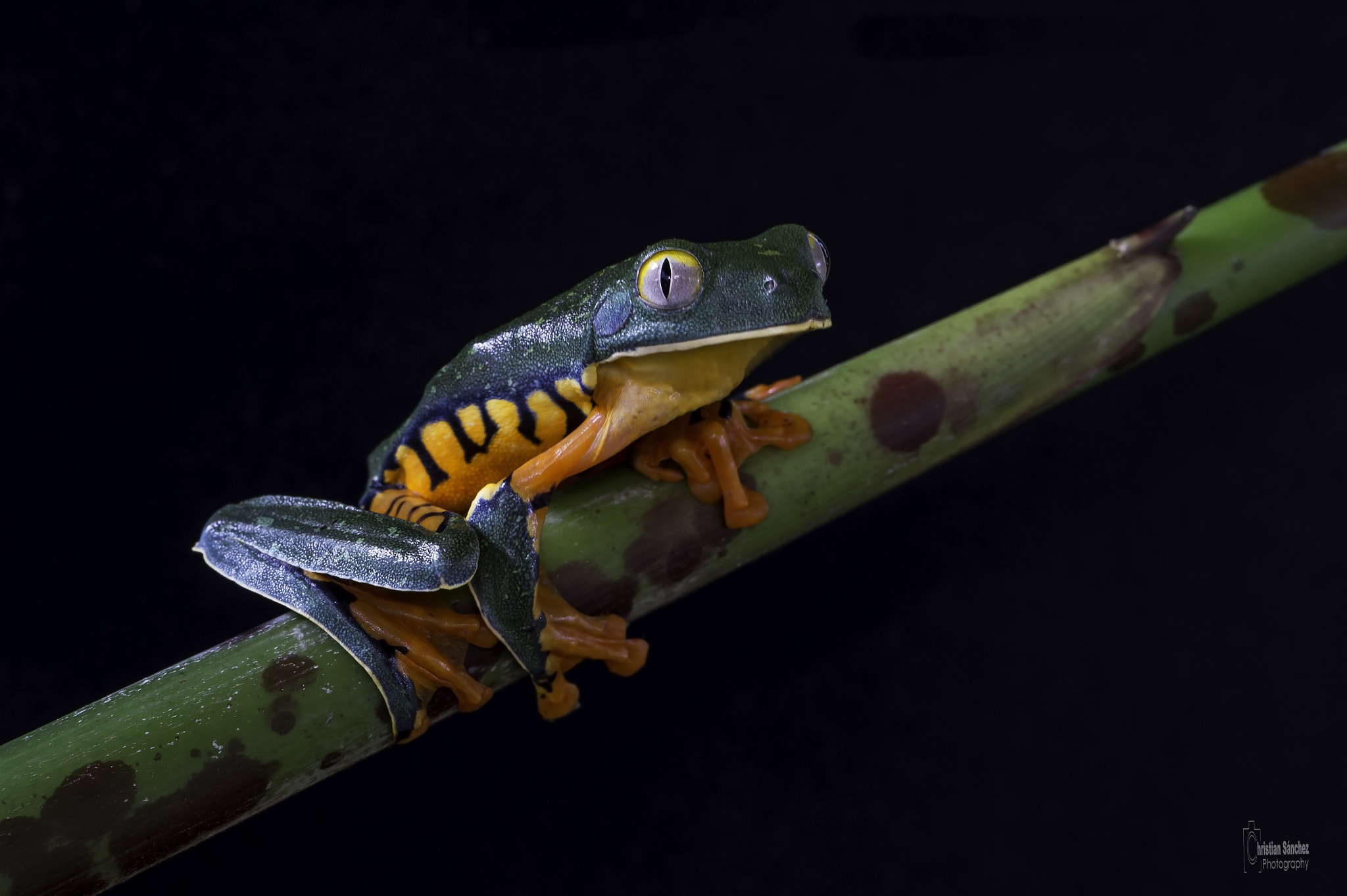 Nikon AF-S Micro-Nikkor 105mm F2.8G IF-ED VR sample photo. Barred leaf frog photography