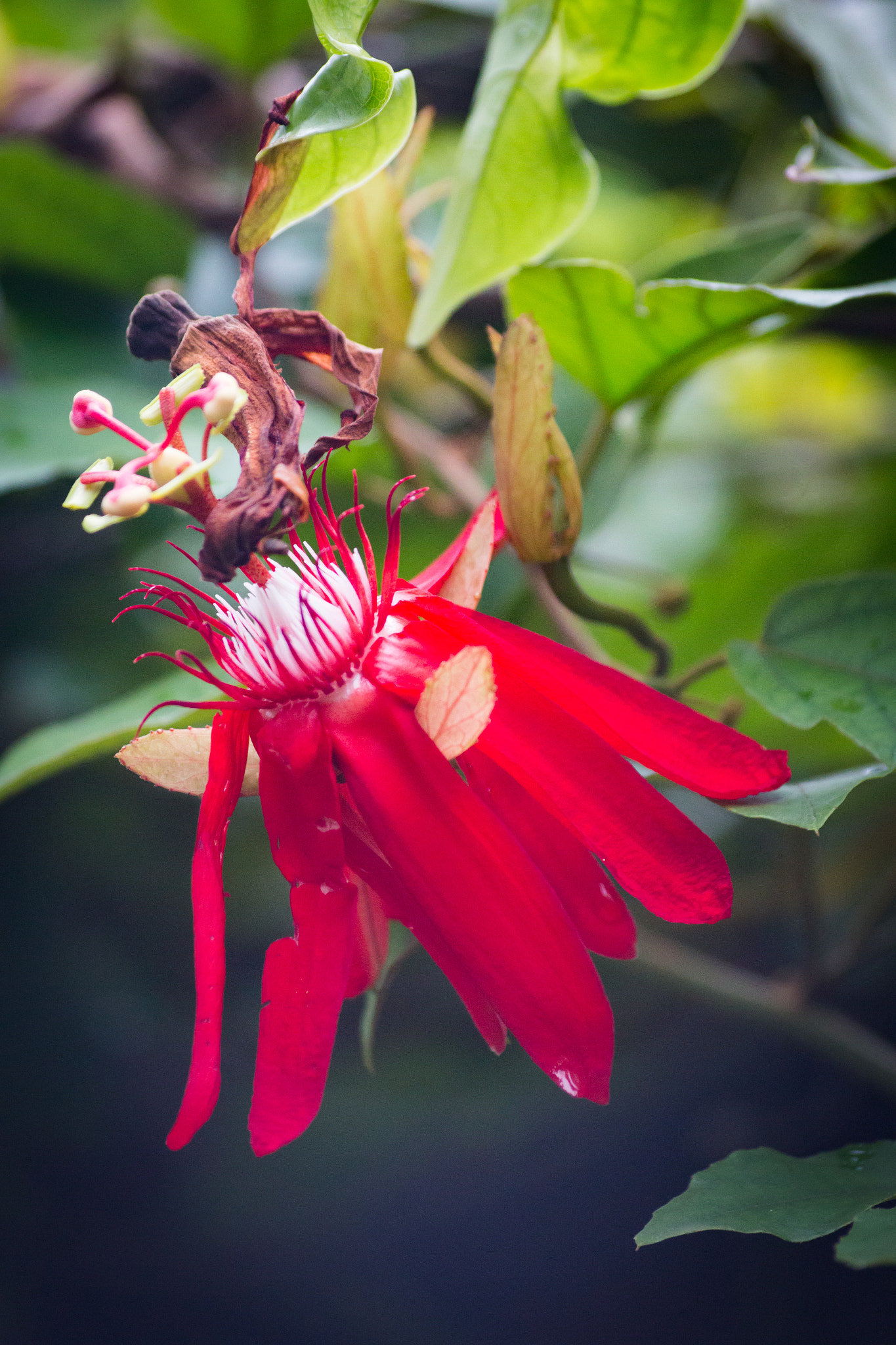 Sigma 70-300mm F4-5.6 APO DG Macro sample photo. Scarlet photography