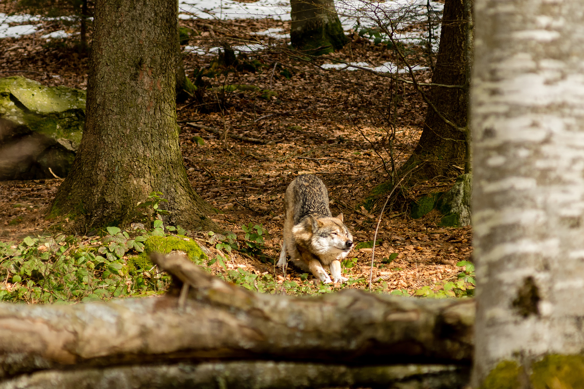 Nikon AF-Nikkor 80-200mm F2.8D ED sample photo. Strech photography