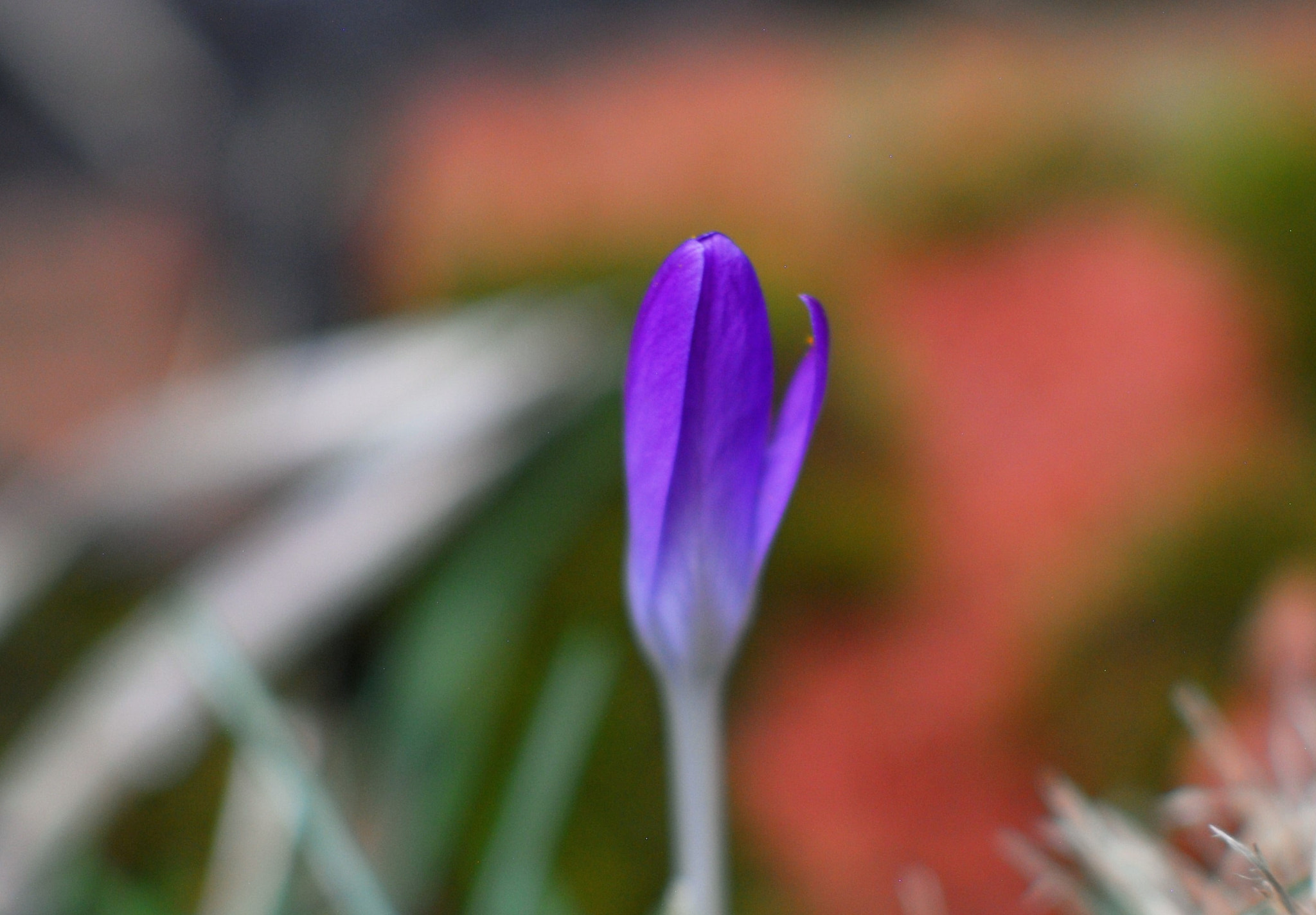 Nikon D200 + Manual Lens No CPU sample photo. Purple crocus photography
