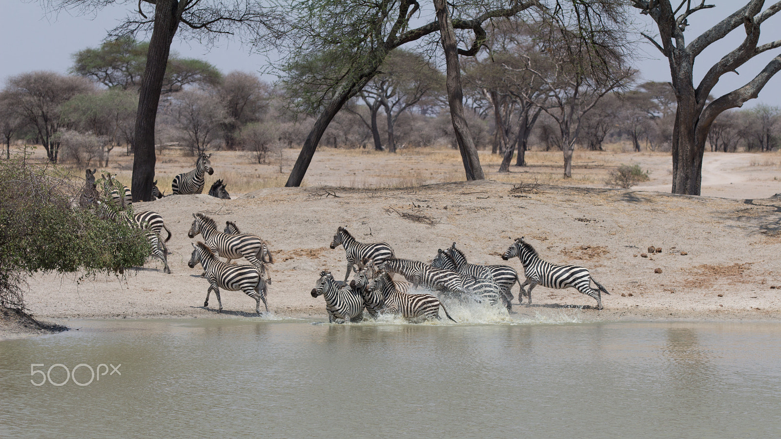Canon EOS 650D (EOS Rebel T4i / EOS Kiss X6i) + Canon EF 70-200mm F2.8L IS II USM sample photo. Zebras startled while quenching their thirst photography