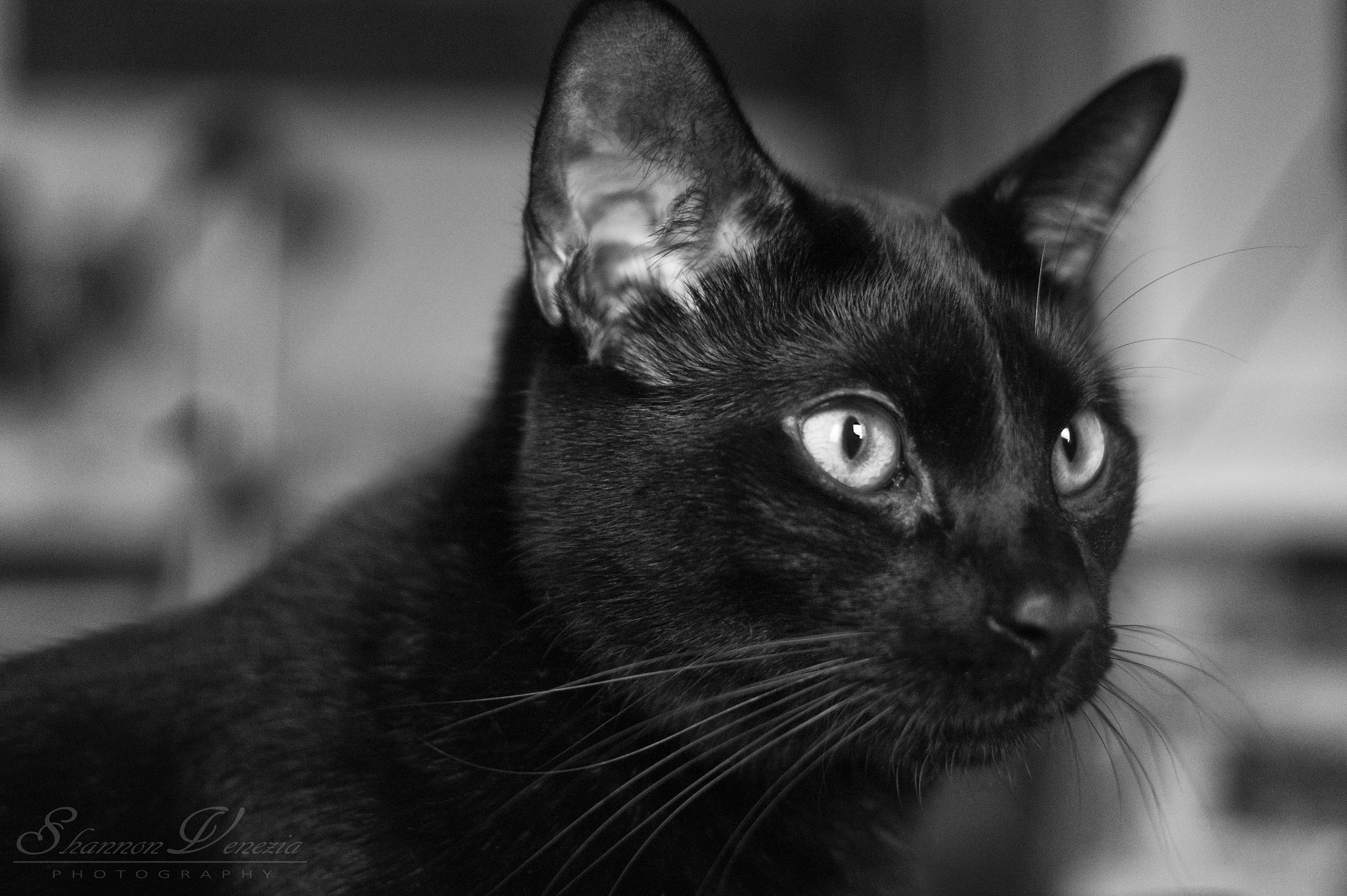 Sony DT 35mm F1.8 SAM sample photo. What do you see photography