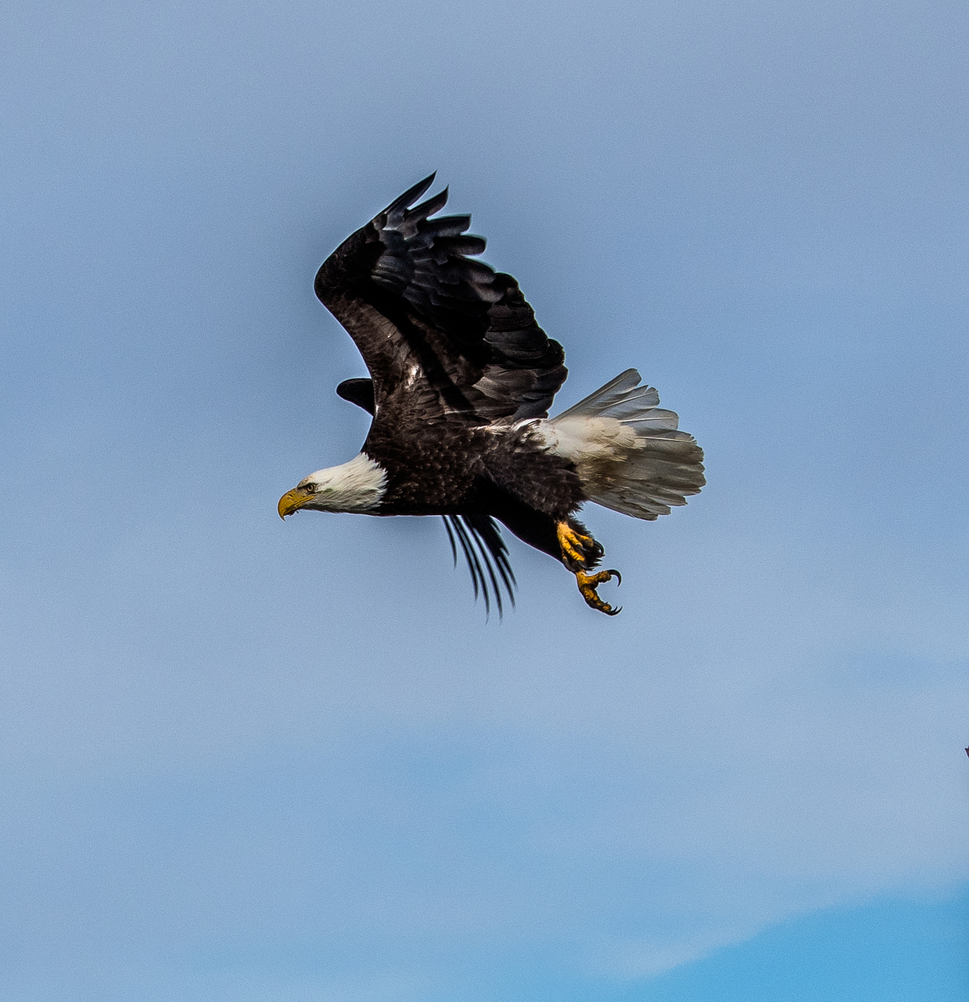 Nikon D500 sample photo. Bald eagle photography