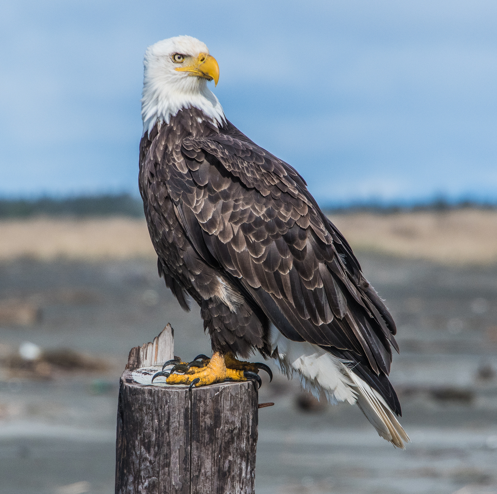 Nikon D500 sample photo. Bald eagle photography
