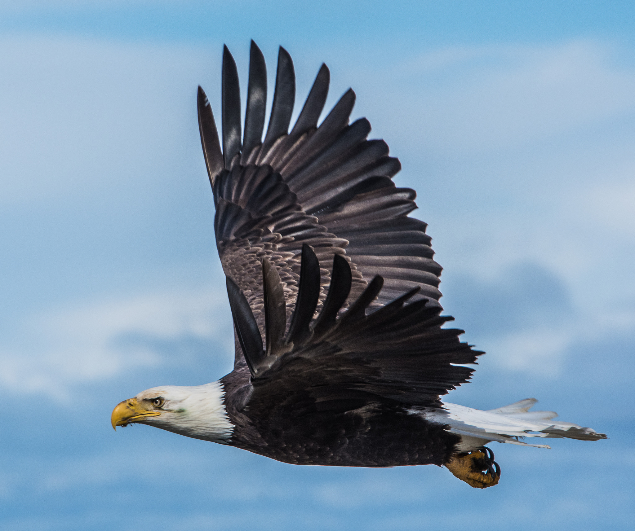 Nikon D500 sample photo. Bald eagle photography