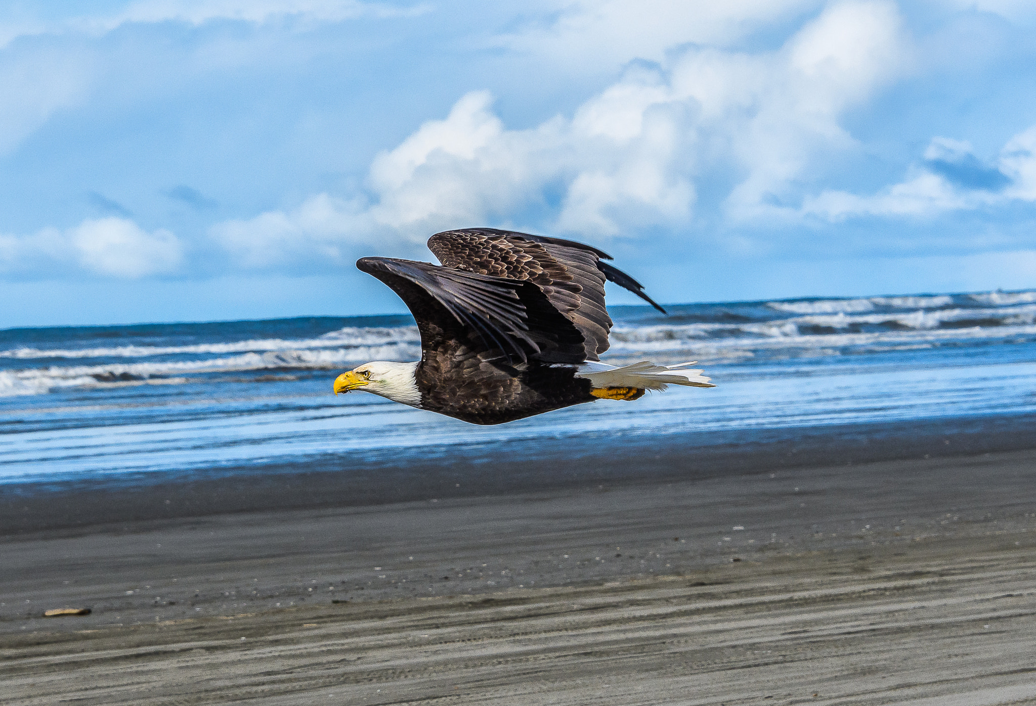 Nikon D500 sample photo. Bald eagle photography