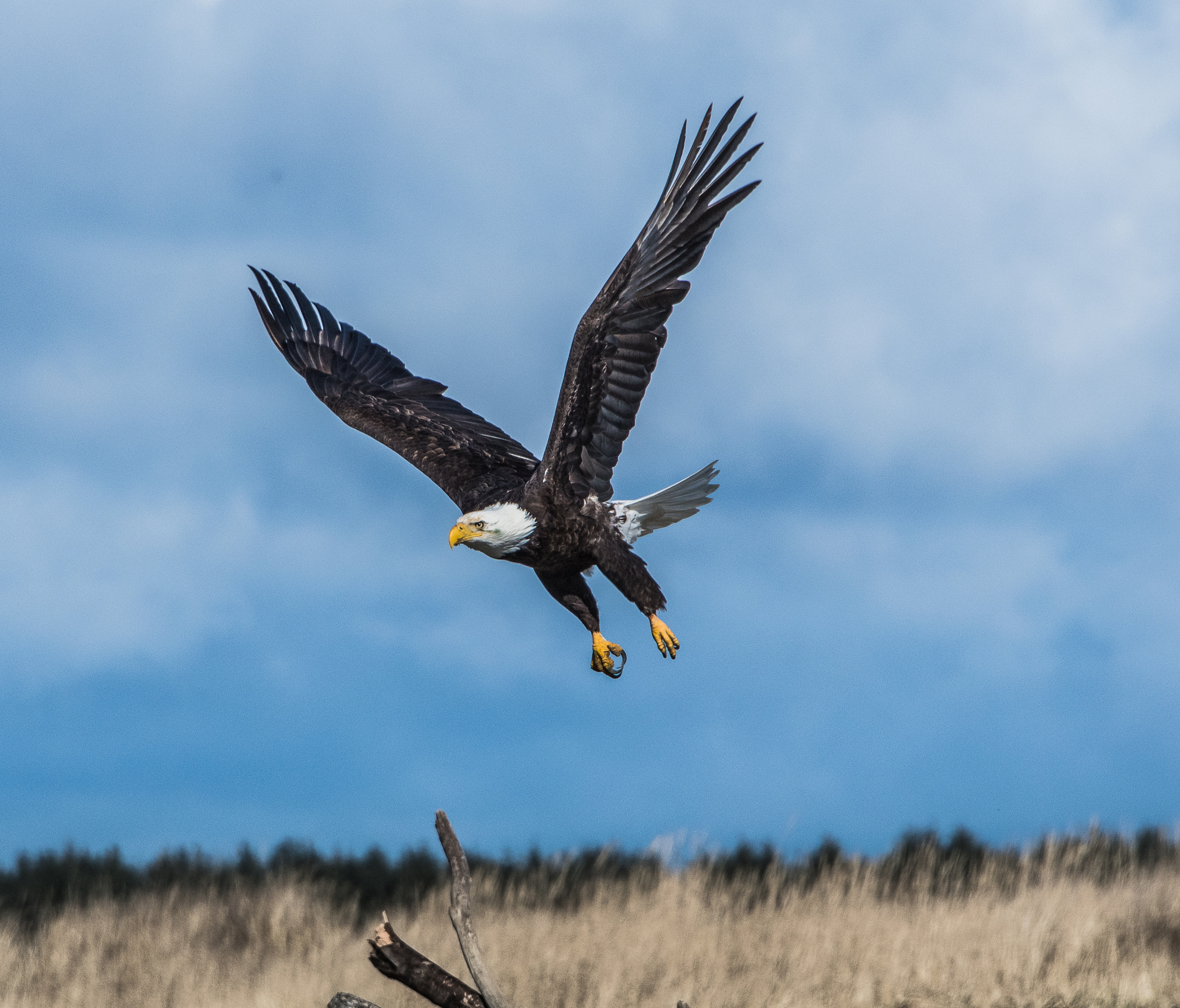 Nikon D500 sample photo. Bald eagle photography