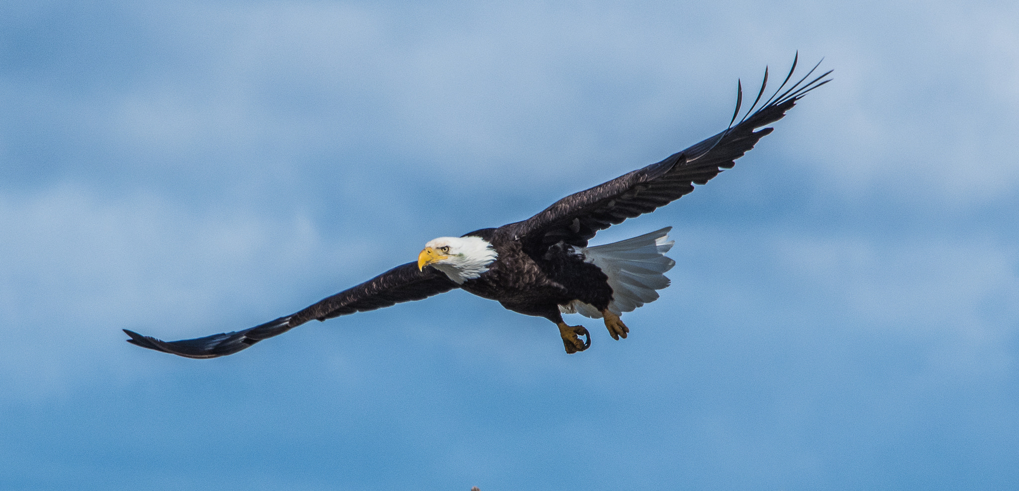 Nikon D500 sample photo. Bald eagle photography