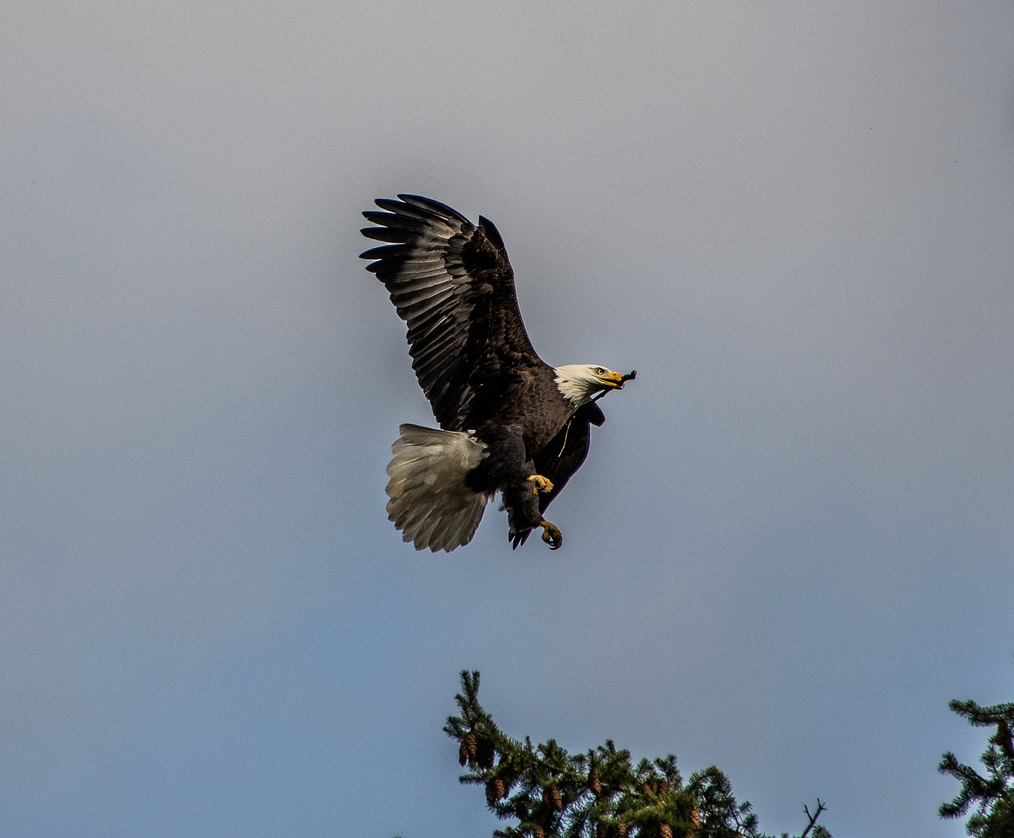Nikon D500 sample photo. Bald eagle photography