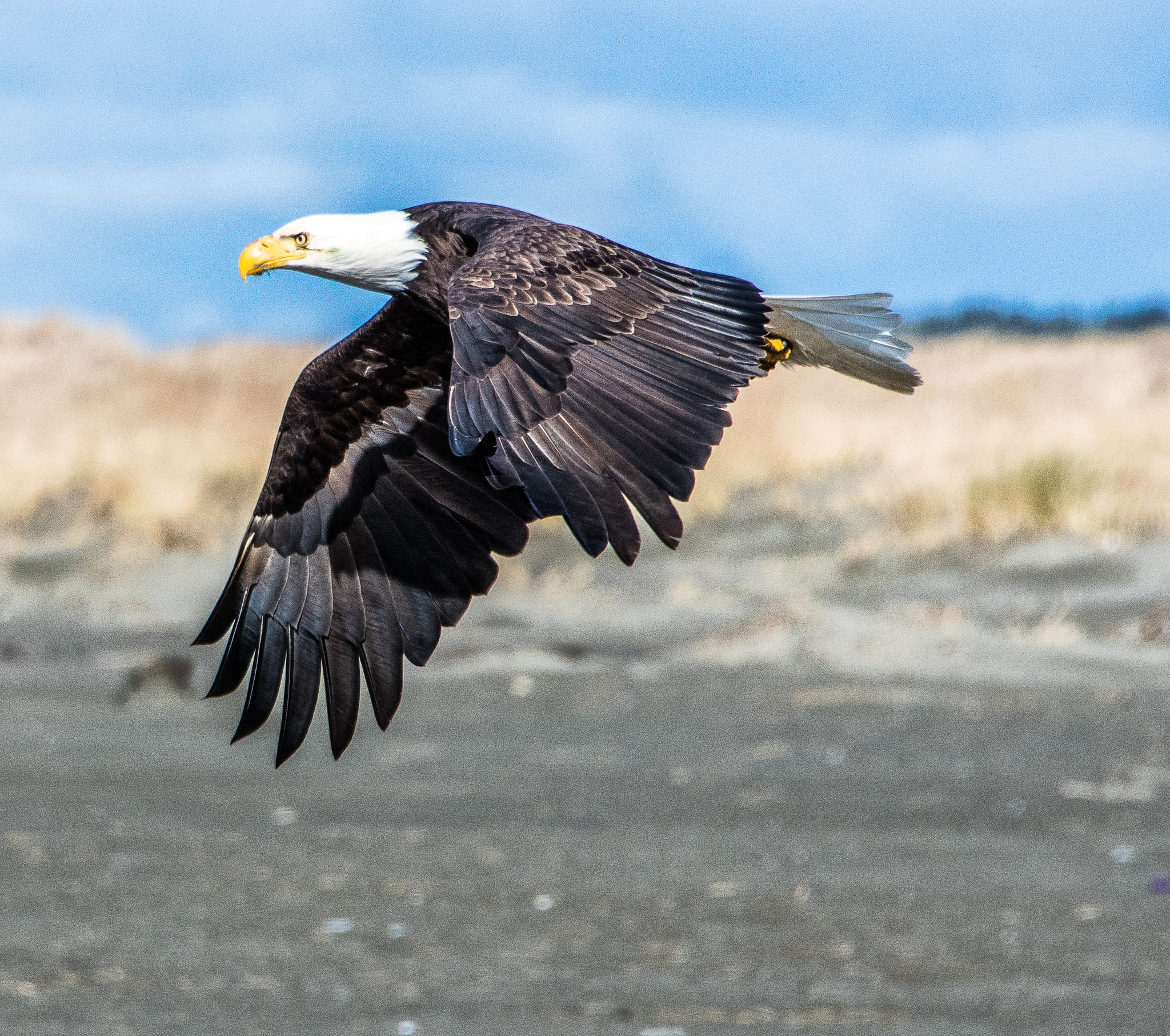 Nikon D500 sample photo. Bald eagle photography