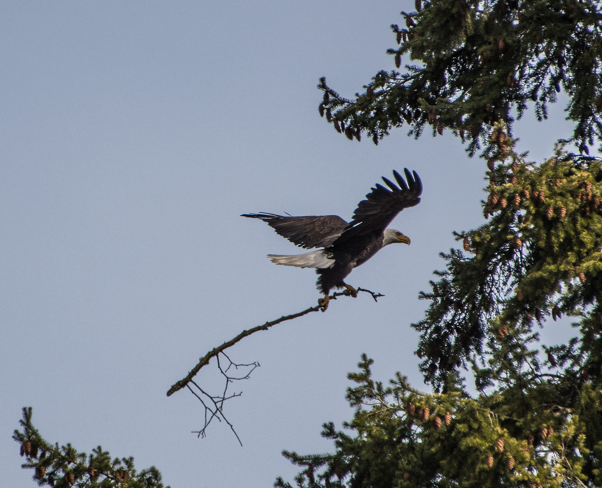 Nikon D500 sample photo. Bald eagle photography