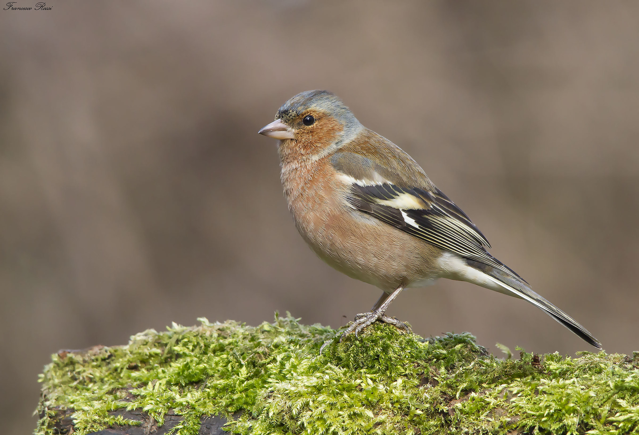 Canon EOS 7D sample photo. Chaffinch, fringuello  photography