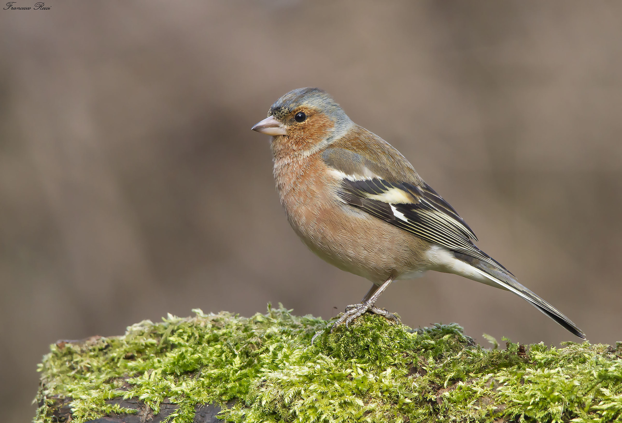 Sigma 150-500mm F5-6.3 DG OS HSM sample photo. Chaffinch, fringuello  photography