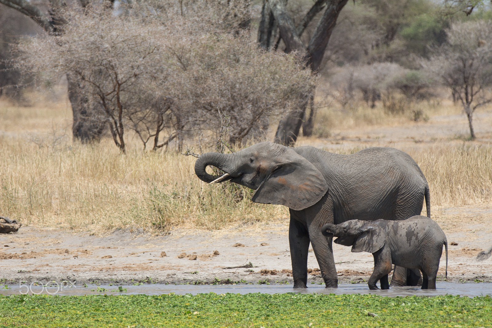 Canon EF 70-200mm F2.8L IS II USM sample photo. Baby elephant and its mother drinking water photography