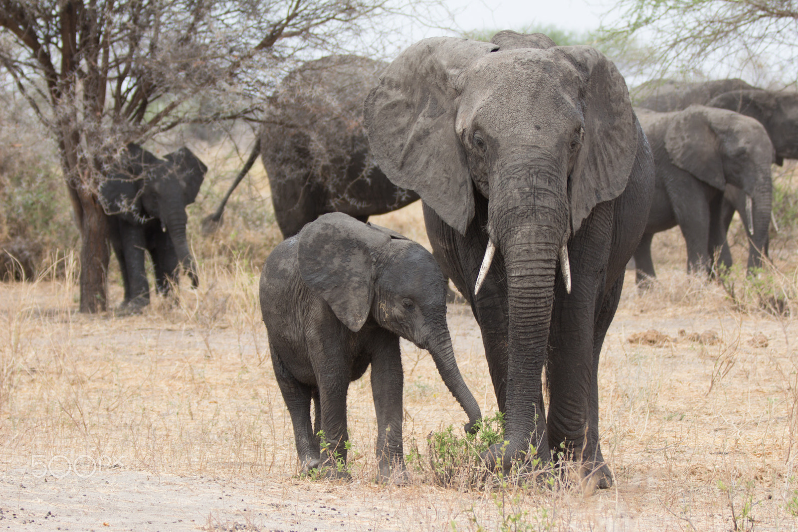 Canon EOS 650D (EOS Rebel T4i / EOS Kiss X6i) + Canon EF 70-200mm F2.8L IS II USM sample photo. Baby elephant and its mother photography