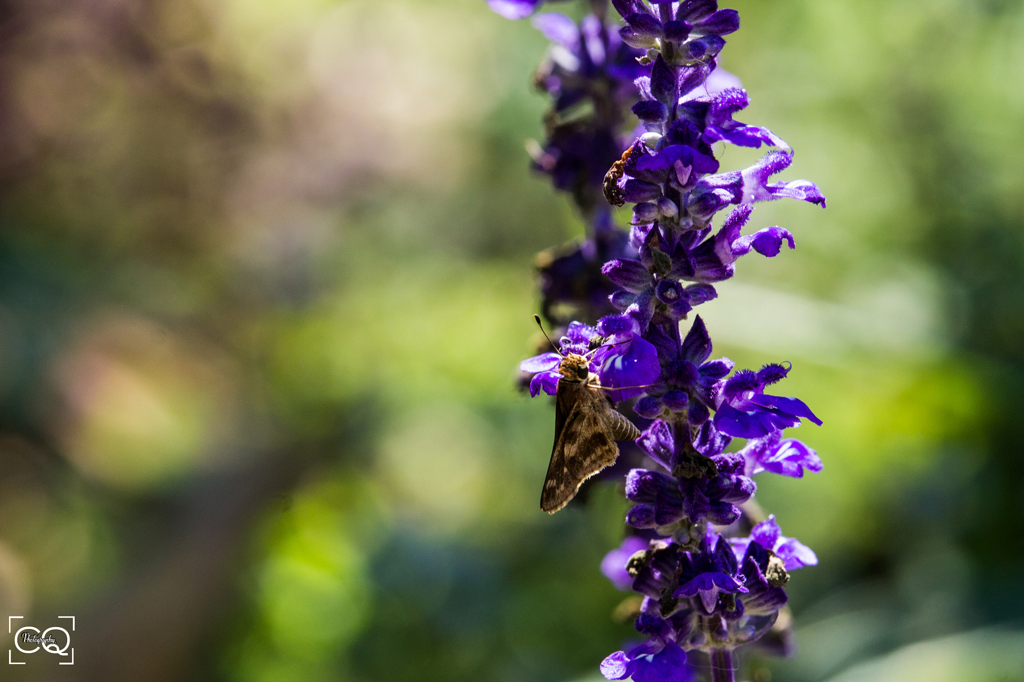 Canon EF-S 55-250mm F4-5.6 IS STM sample photo. Violet life photography