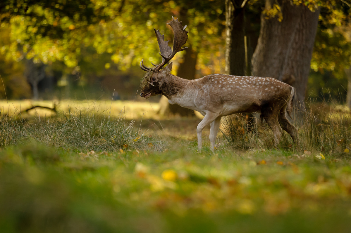 Nikon Nikkor AF-S 300mm F4E PF ED VR sample photo. Fallow deer photography