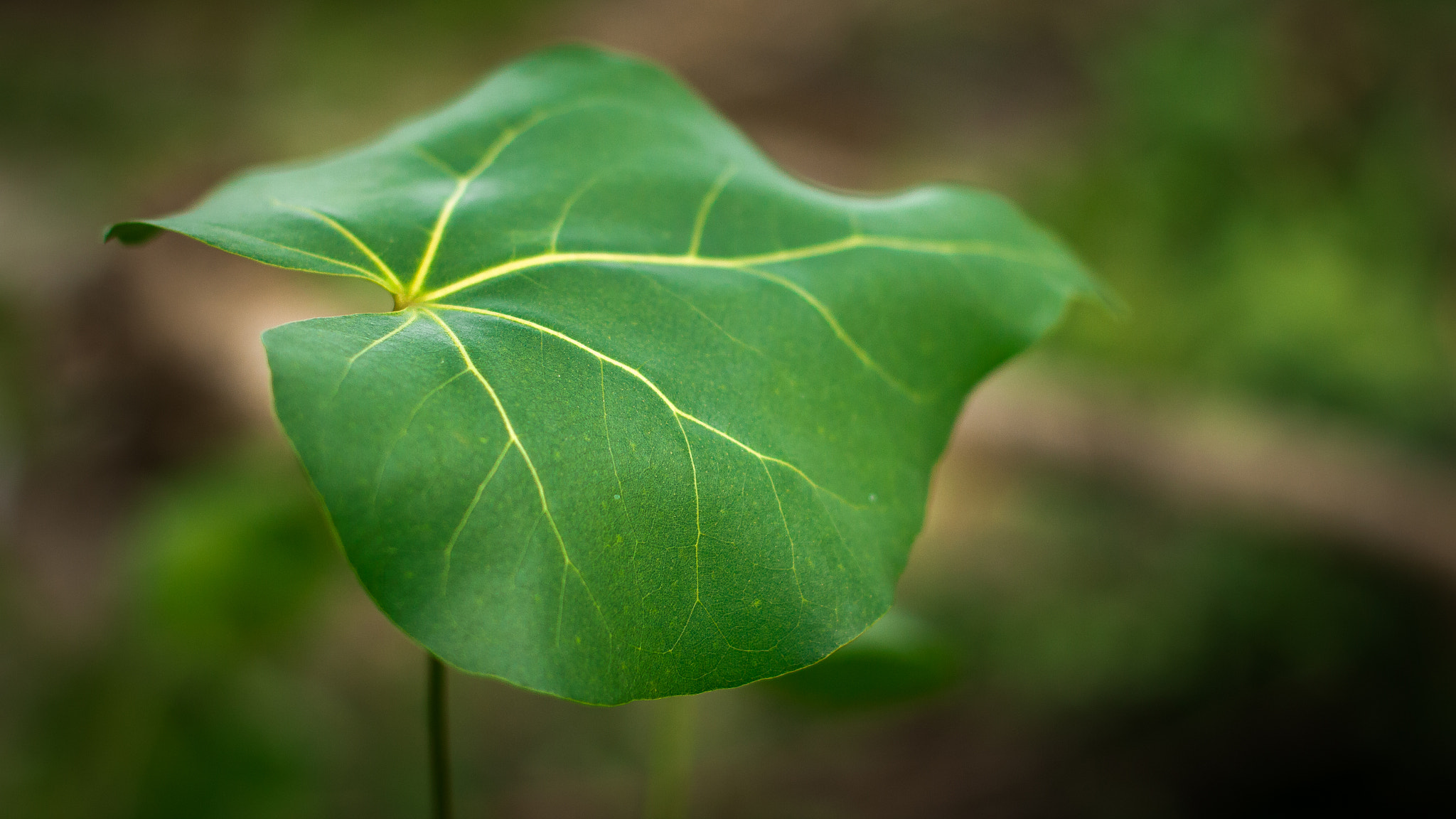 Canon EOS 550D (EOS Rebel T2i / EOS Kiss X4) + Canon EF 50mm F1.4 USM sample photo. Portia leave / பூவரசம் இலை photography