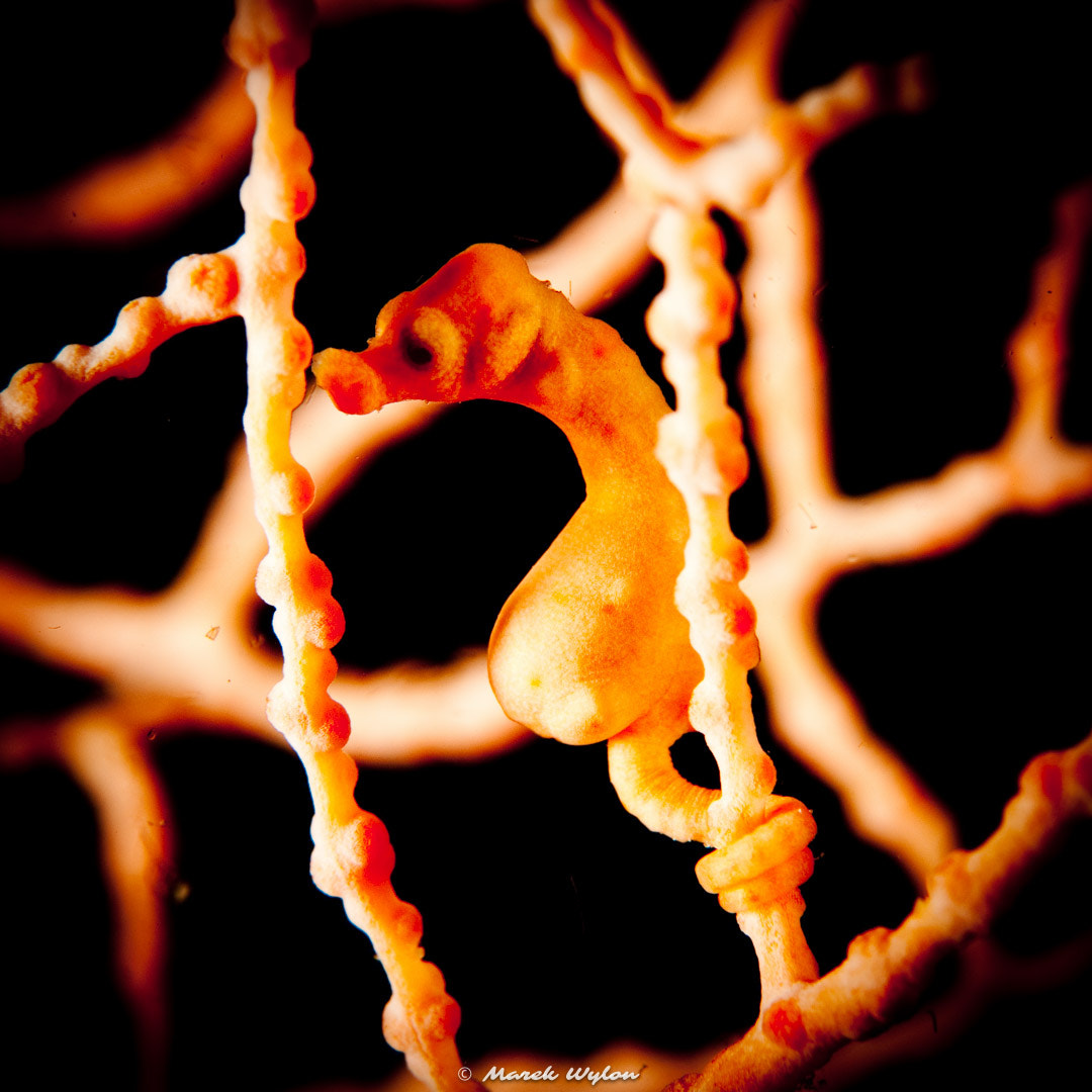 Nikon AF-S Micro-Nikkor 60mm F2.8G ED sample photo. Denises pygmy seahorse | raja ampat | 2009.10.23 photography