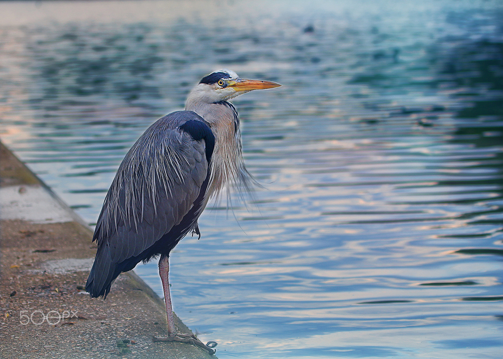Canon EF 70-300mm F4-5.6L IS USM sample photo. Heron photography