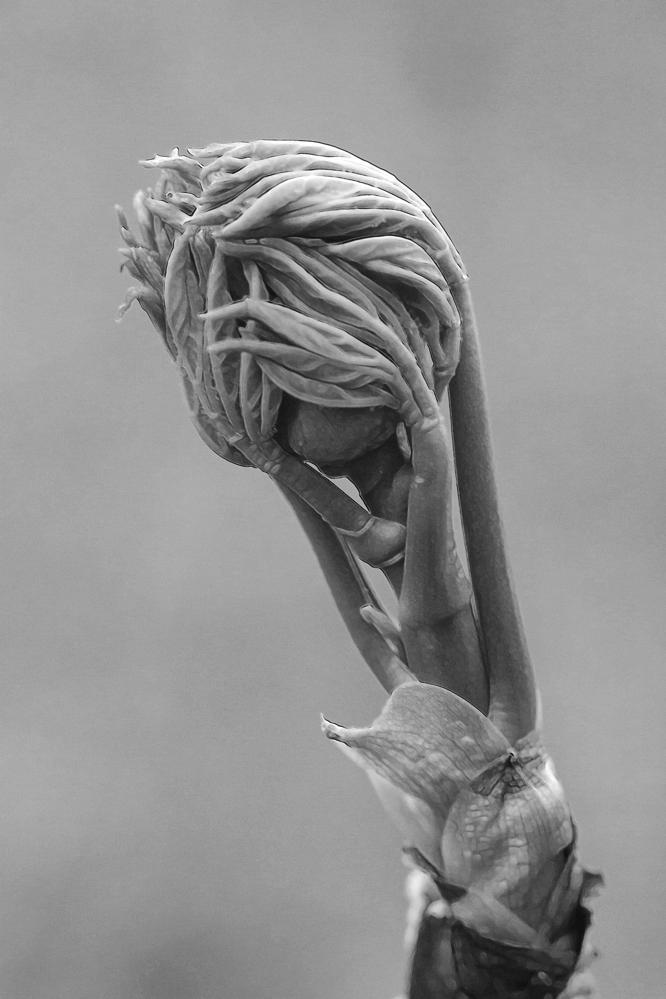 Canon EF 100mm F2.8 Macro USM sample photo. Le reveil (the awakening ) photography