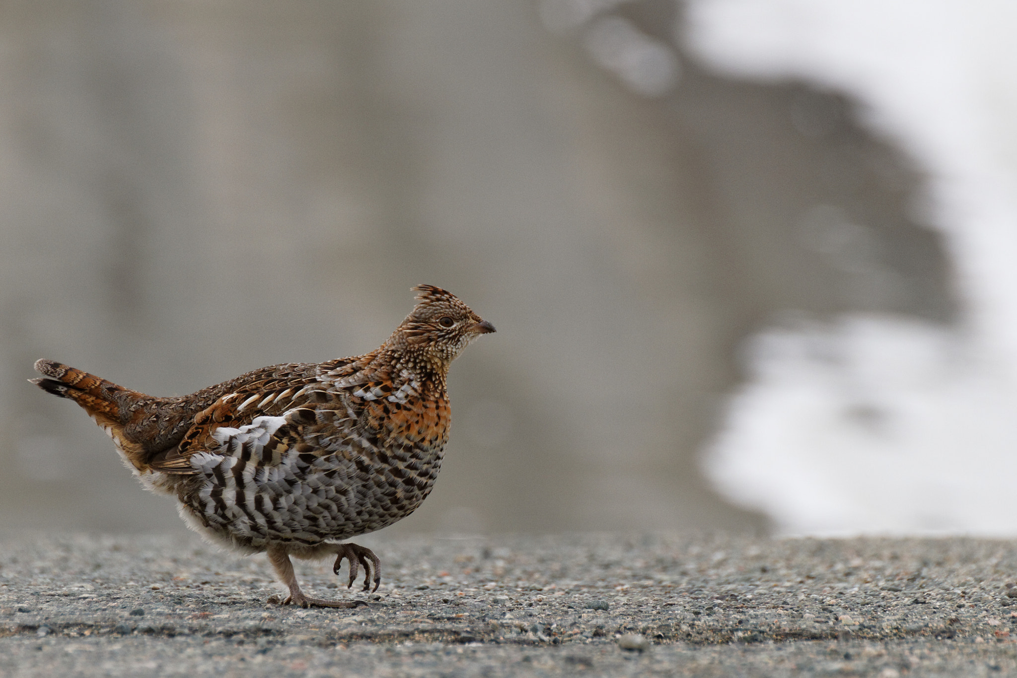Canon EOS 7D + Tamron SP 35mm F1.8 Di VC USD sample photo. Ruffed grouse photography