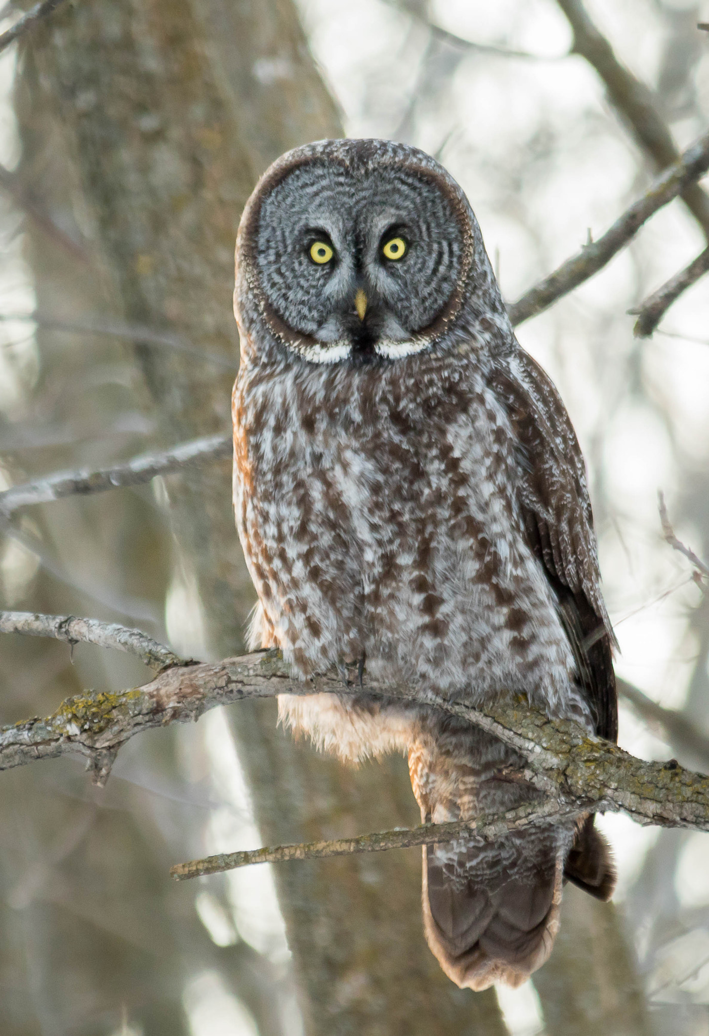 Sigma 150-500mm F5-6.3 DG OS HSM sample photo. Qa photography