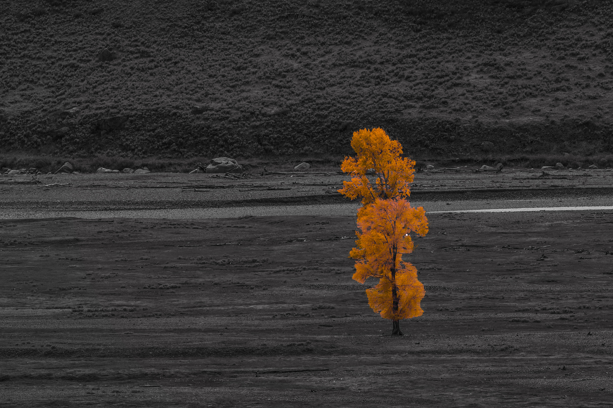 Canon EOS 5D Mark IV + Canon EF 300mm F2.8L IS II USM sample photo. Yellowstone nationalpark photography