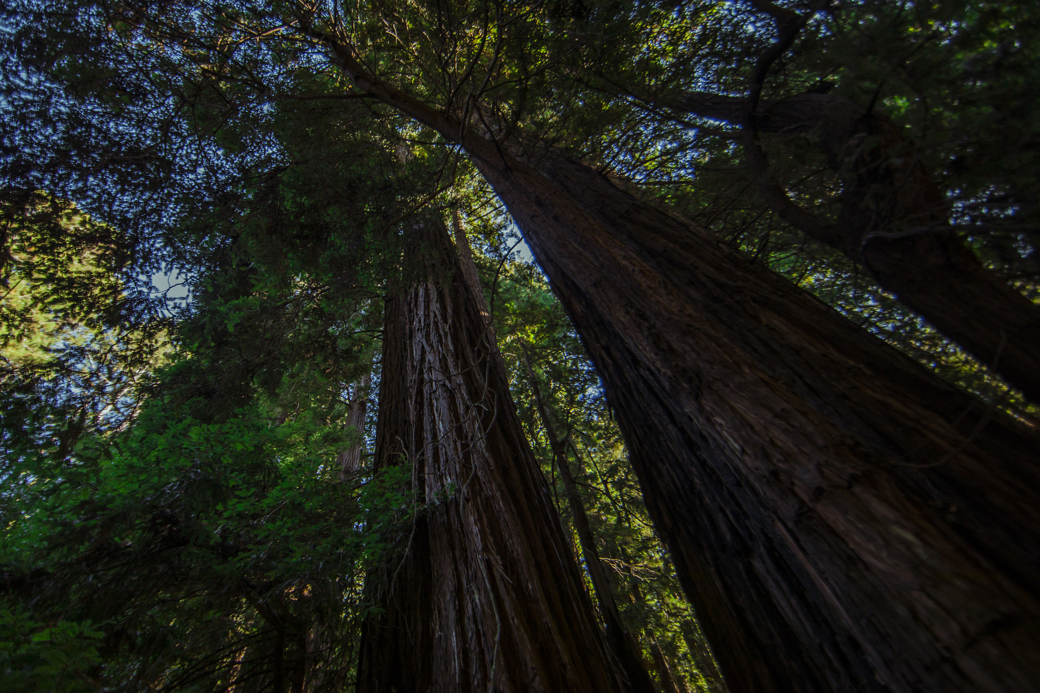 Canon EF 14mm F2.8L II USM sample photo. Muir woods national monument photography