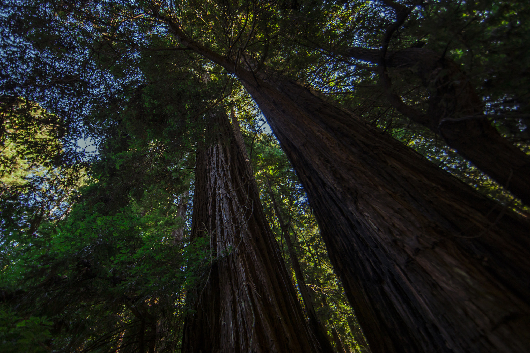 Canon EOS 5D Mark IV + Canon EF 14mm F2.8L II USM sample photo. Muir woods national monument photography